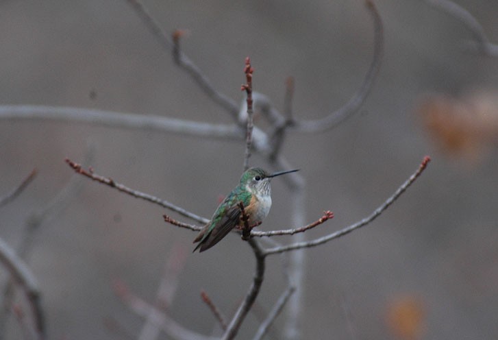 Broad-tailed Hummingbird - ML63655961