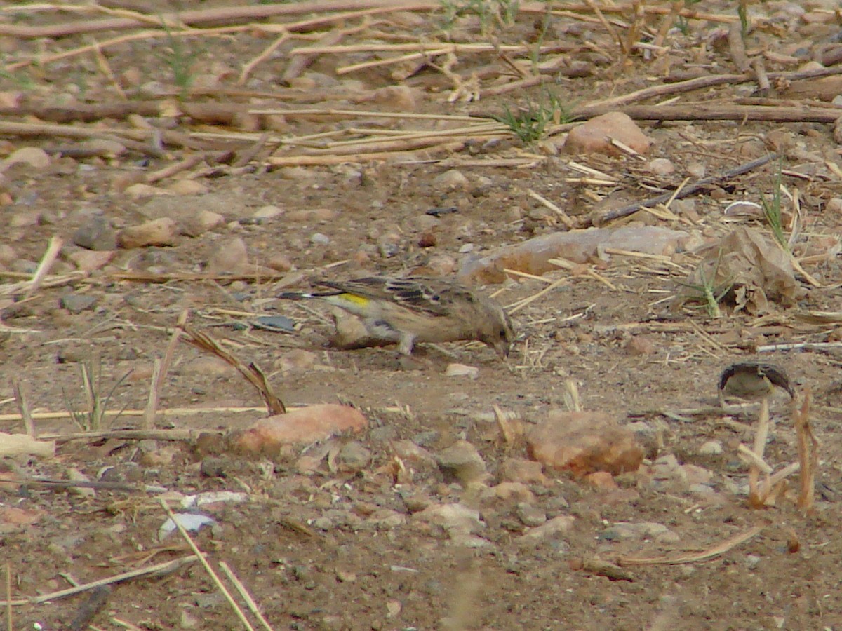 Black-throated Canary - ML636559660