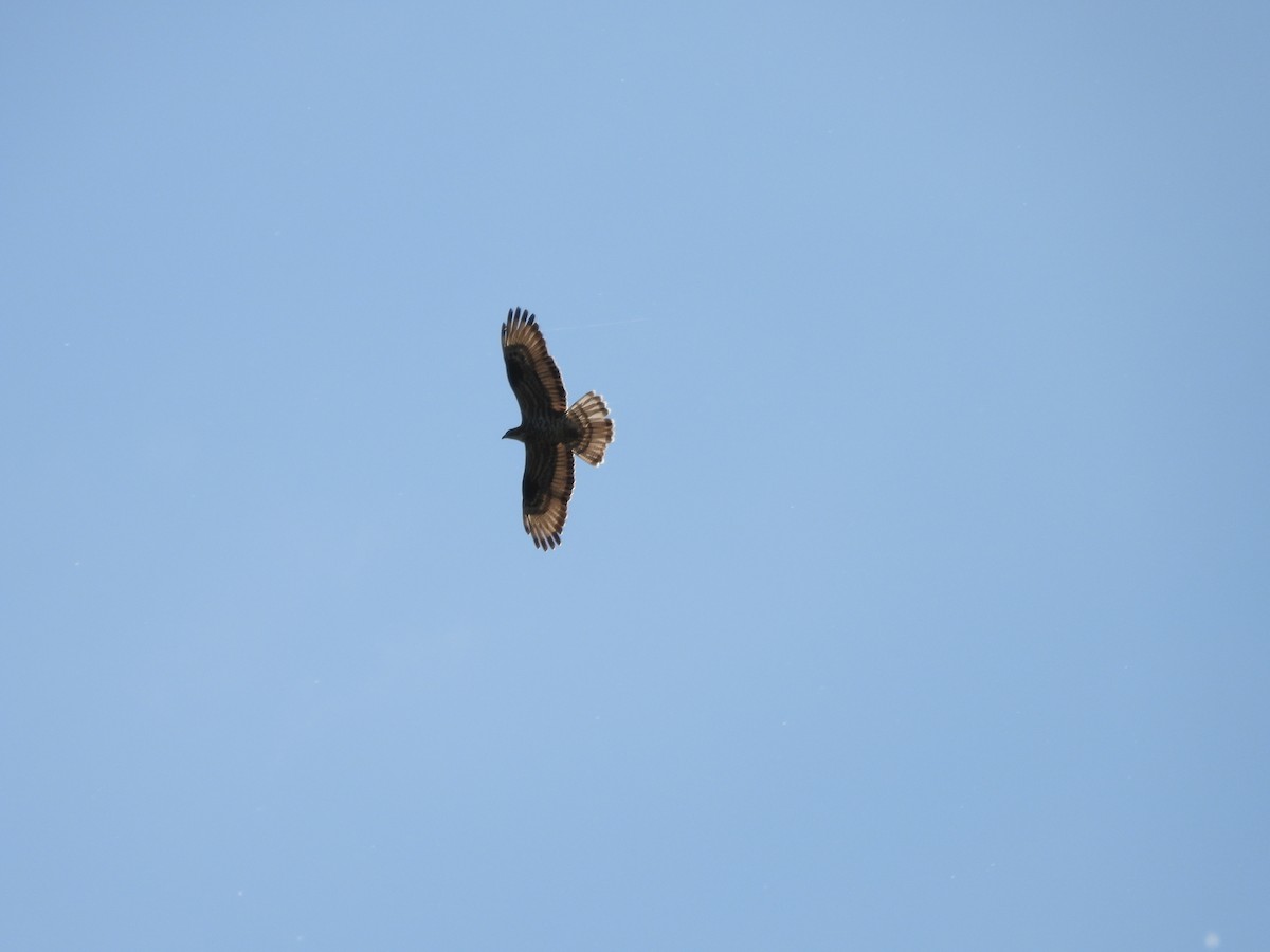 European Honey-buzzard - ML636559831