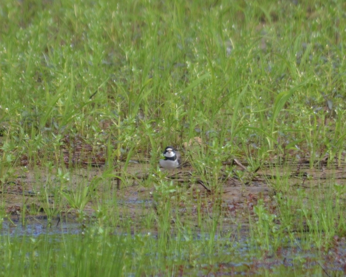 Semipalmated Plover - ML636559846