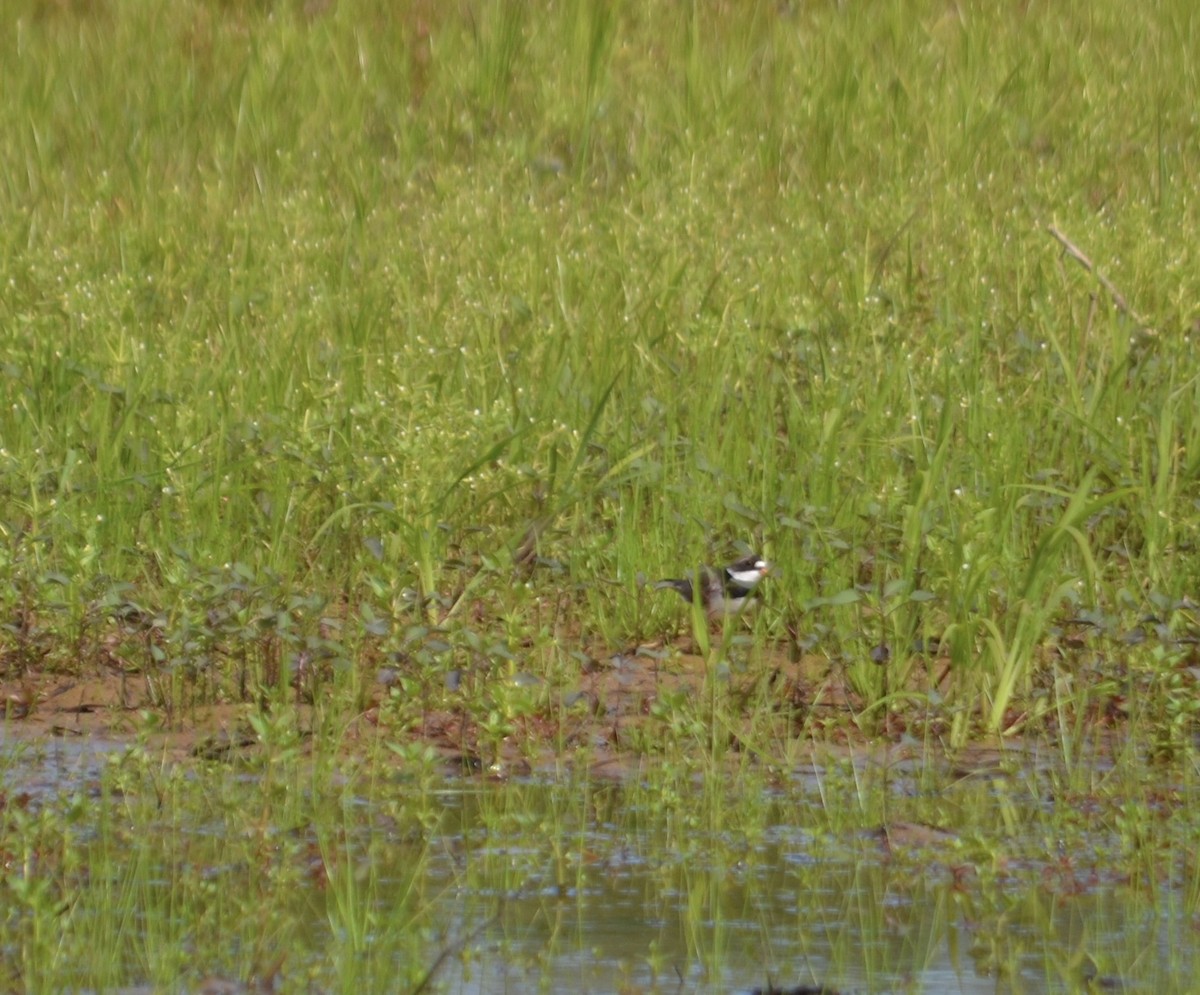 Semipalmated Plover - ML636559847