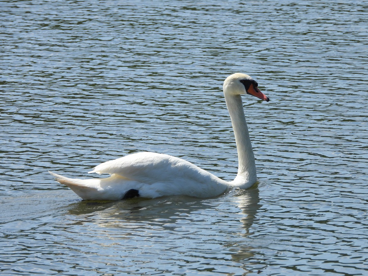 Mute Swan - ML636559901