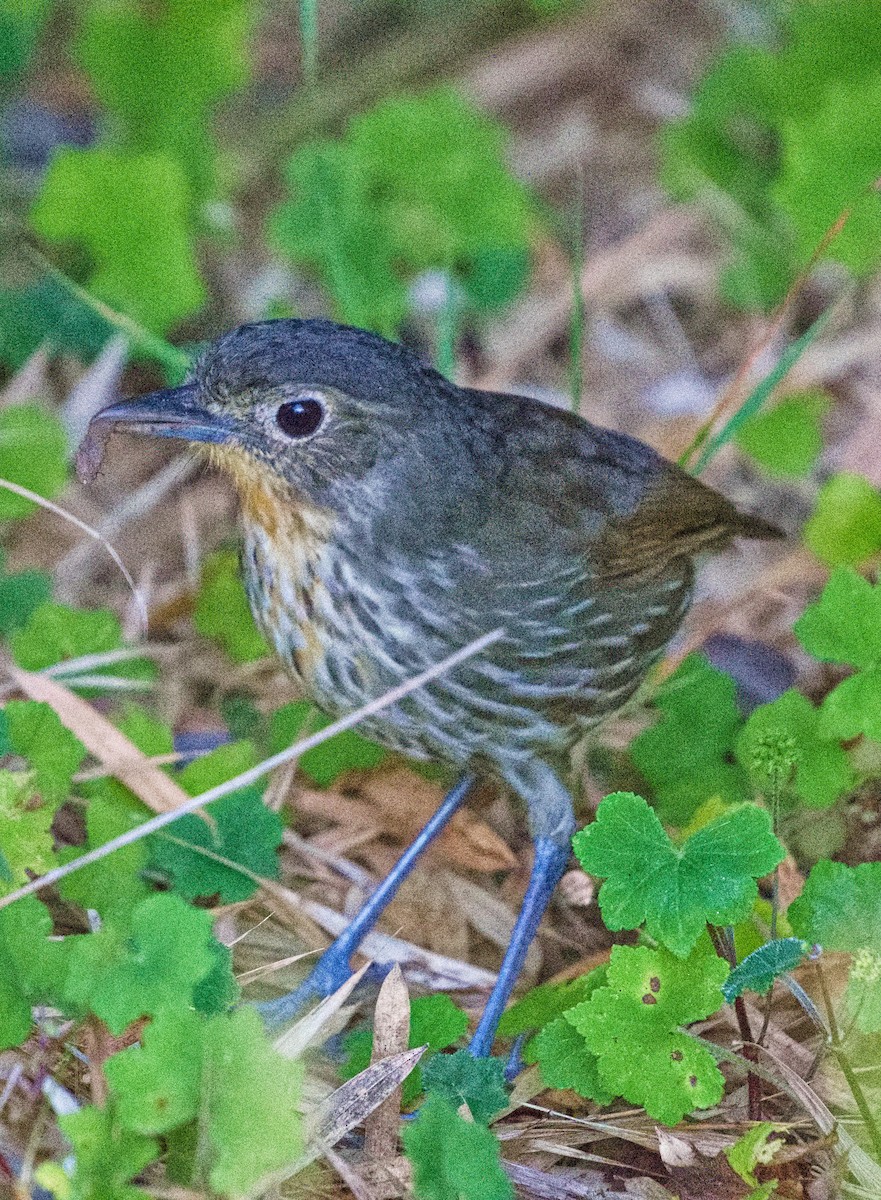 Santa Marta Antpitta - ML636559962