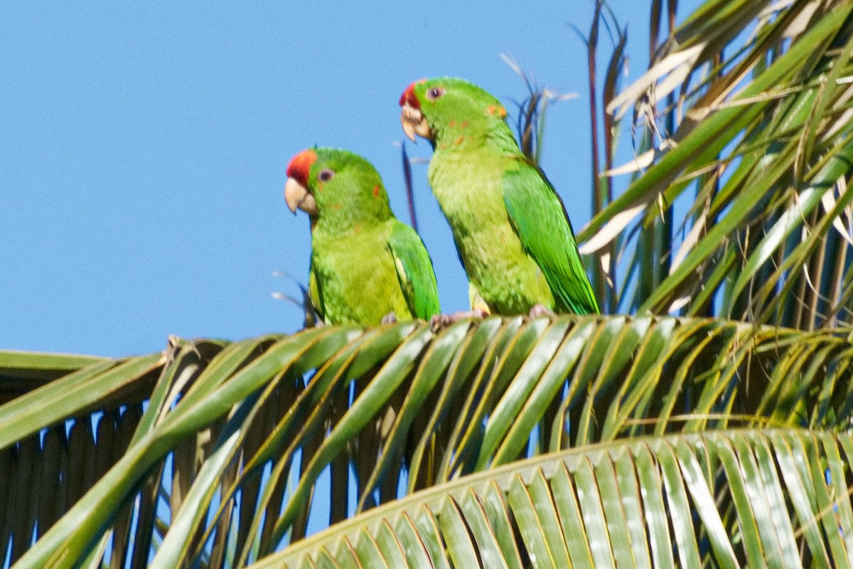Scarlet-fronted Parakeet - ML636560022