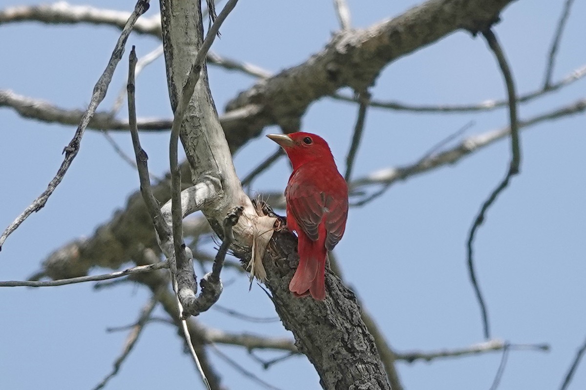 Summer Tanager - ML636560039