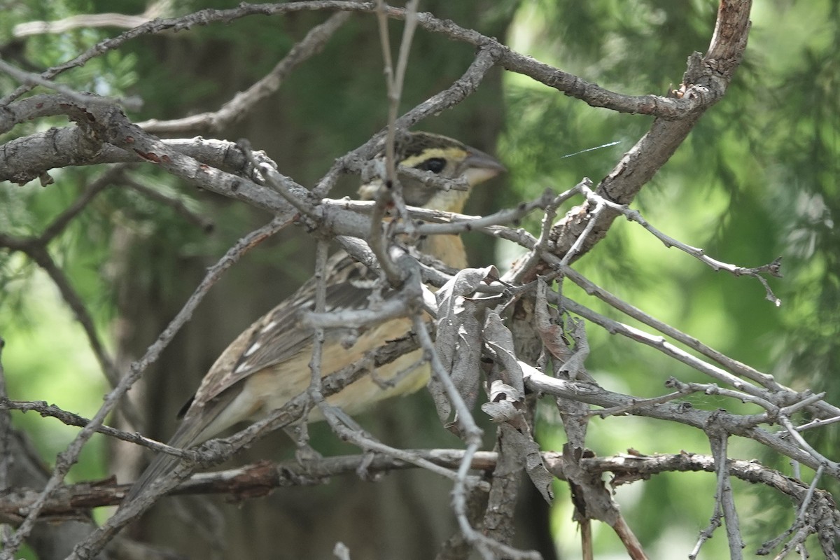 Black-headed Grosbeak - ML636560043