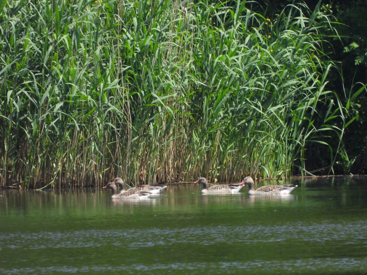 Graylag Goose - ML636560094