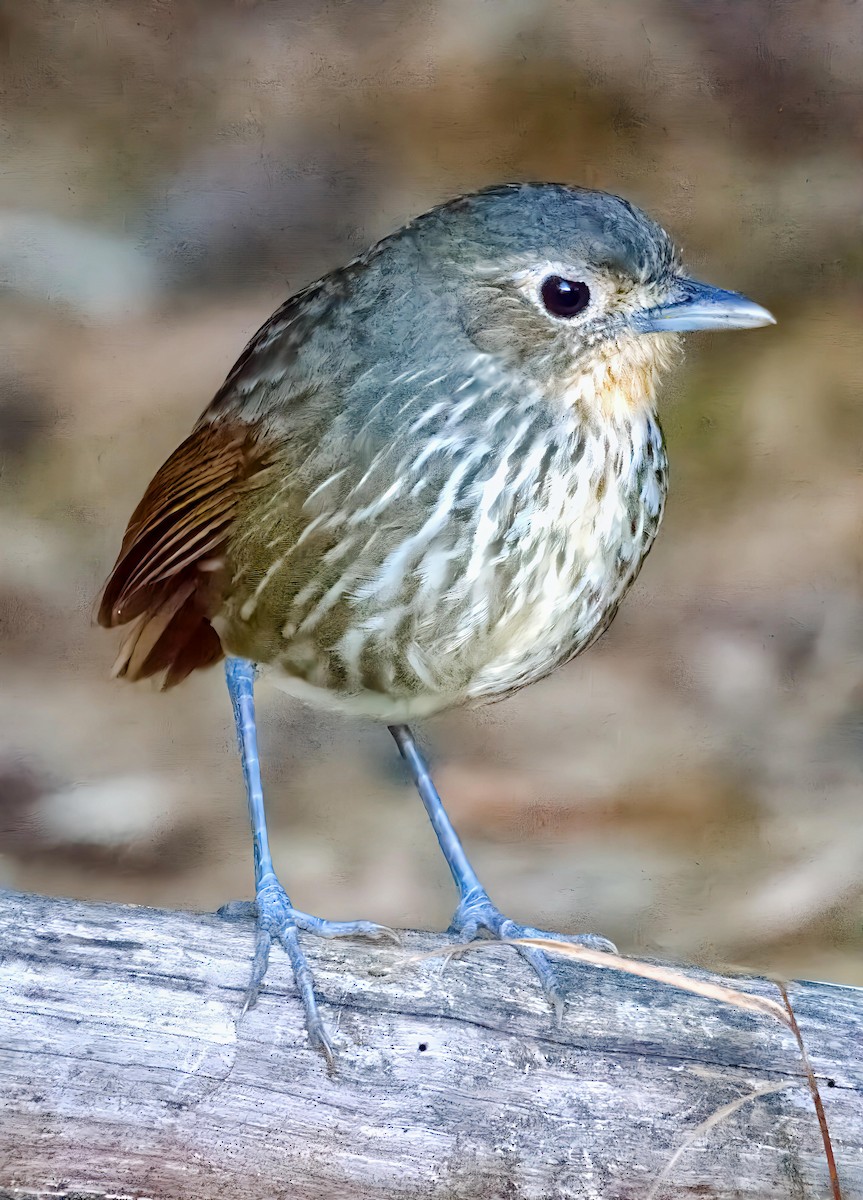 Santa Marta Antpitta - ML636560125