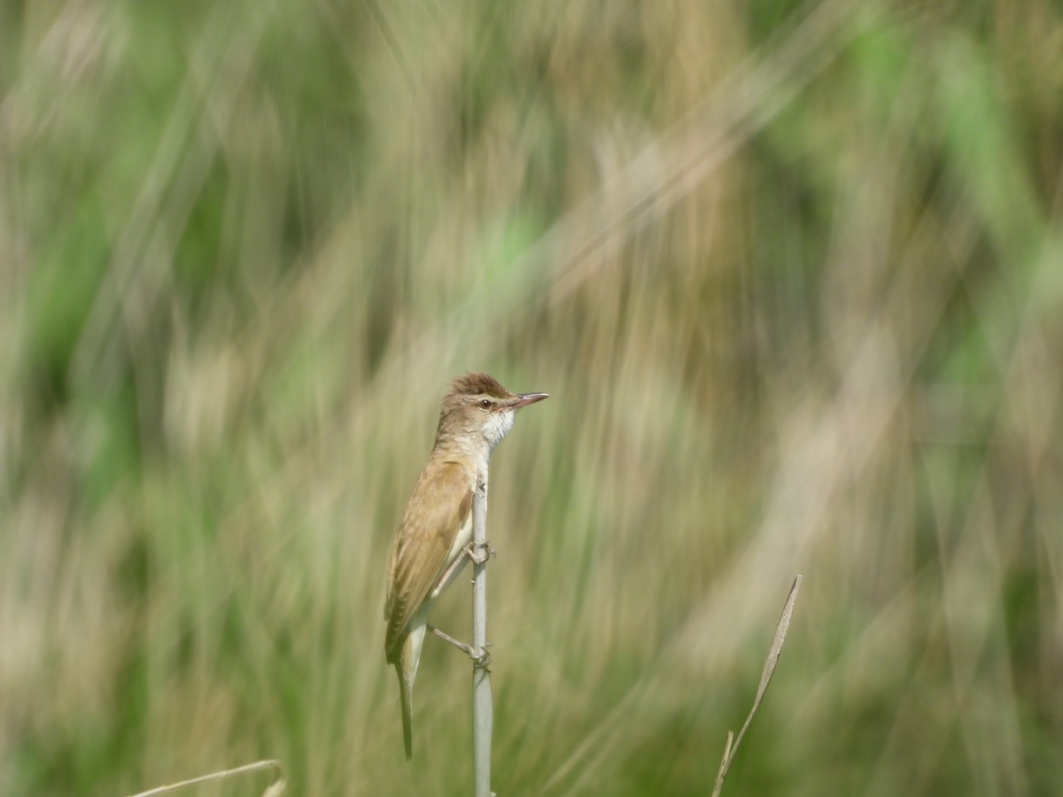 Great Reed Warbler - ML636560129