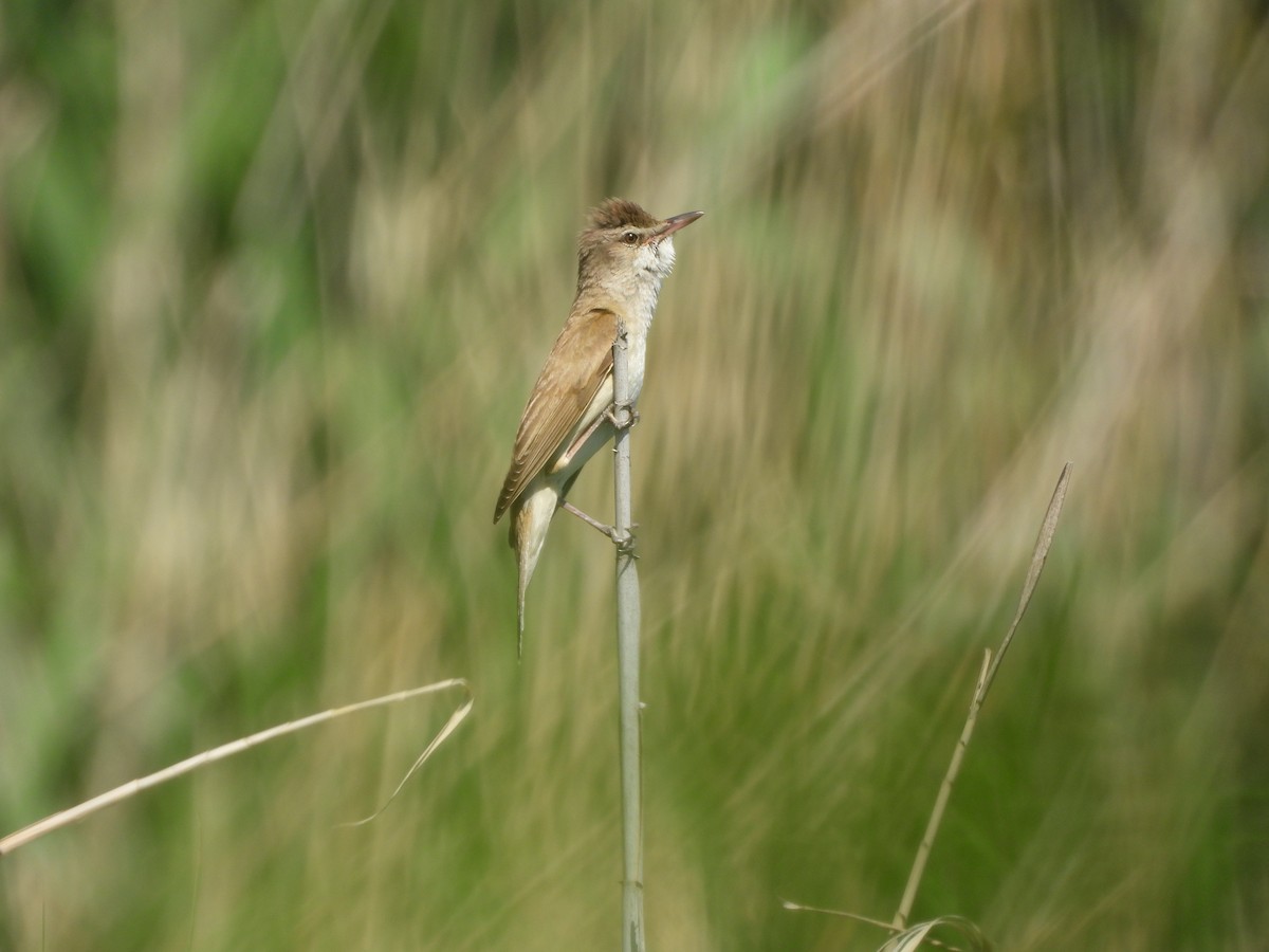 Great Reed Warbler - ML636560130