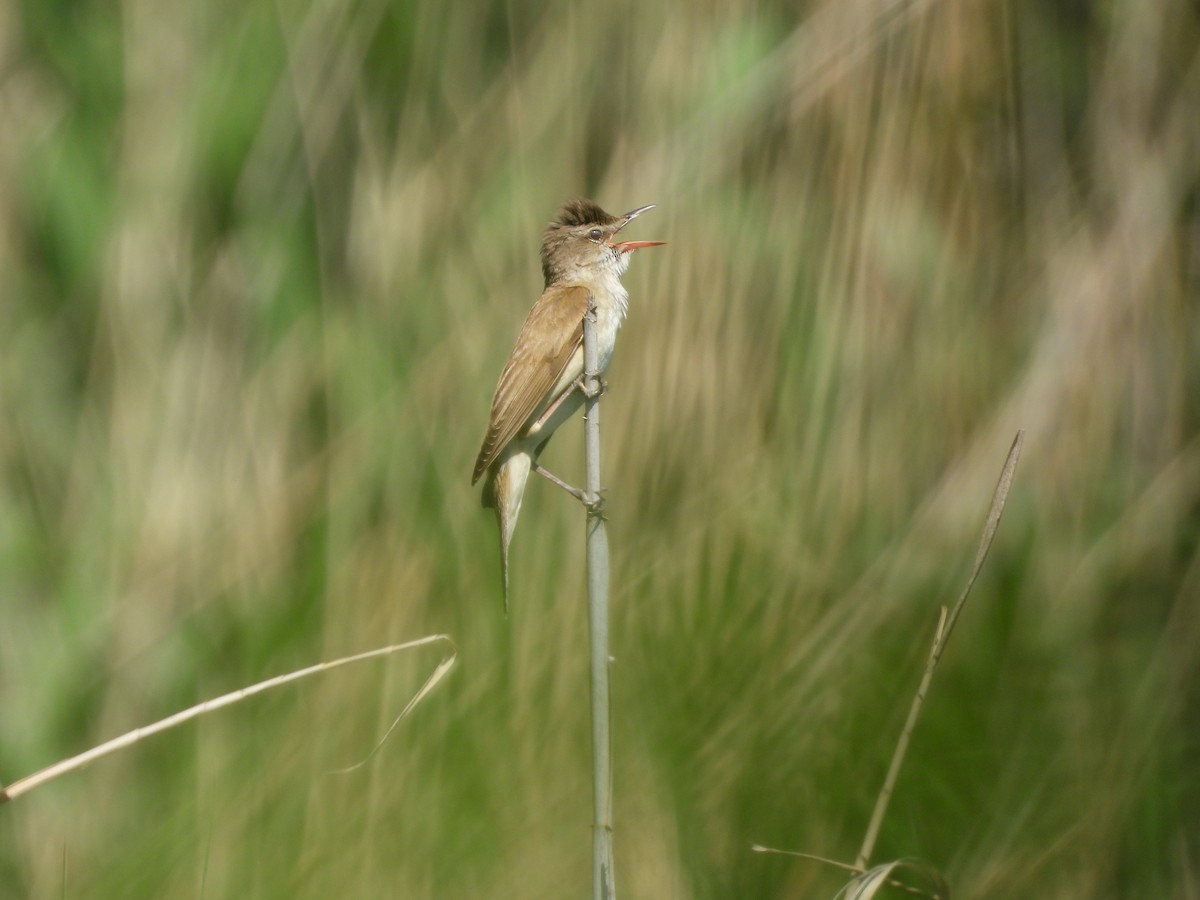 Great Reed Warbler - ML636560131