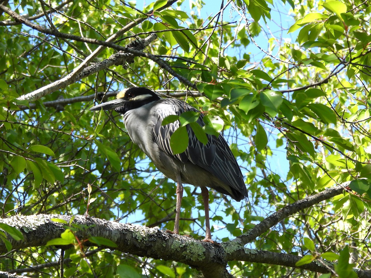 Yellow-crowned Night Heron - ML636560155