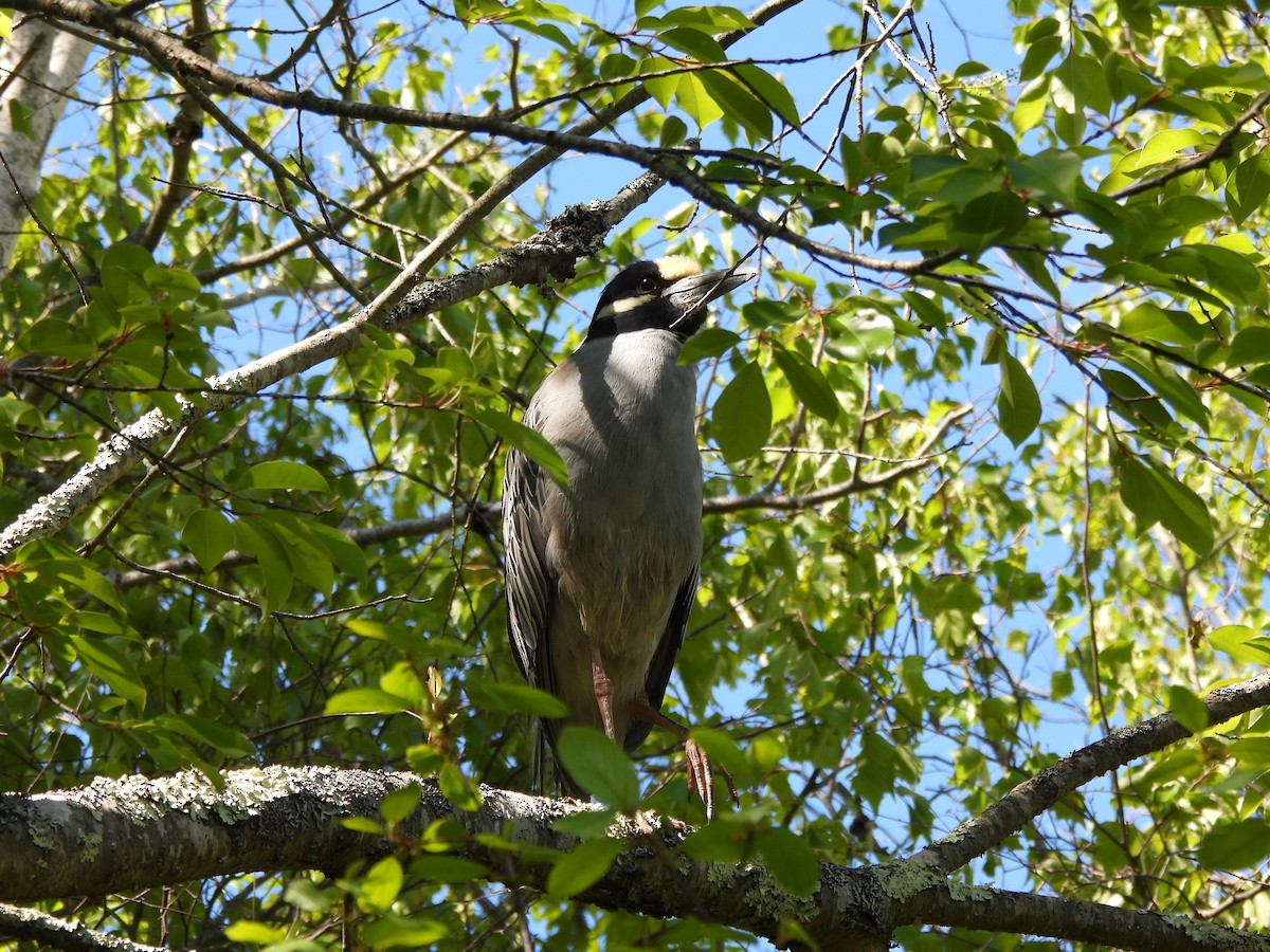 Yellow-crowned Night Heron - ML636560156