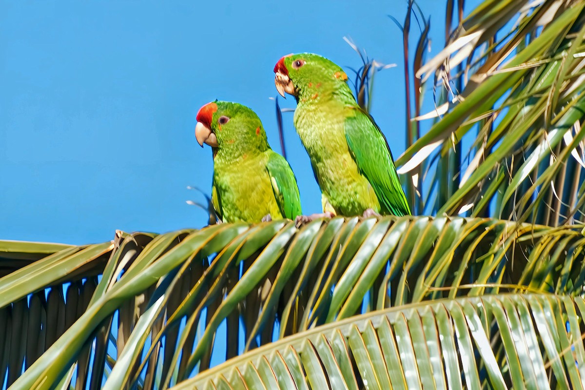 Scarlet-fronted Parakeet - ML636560160