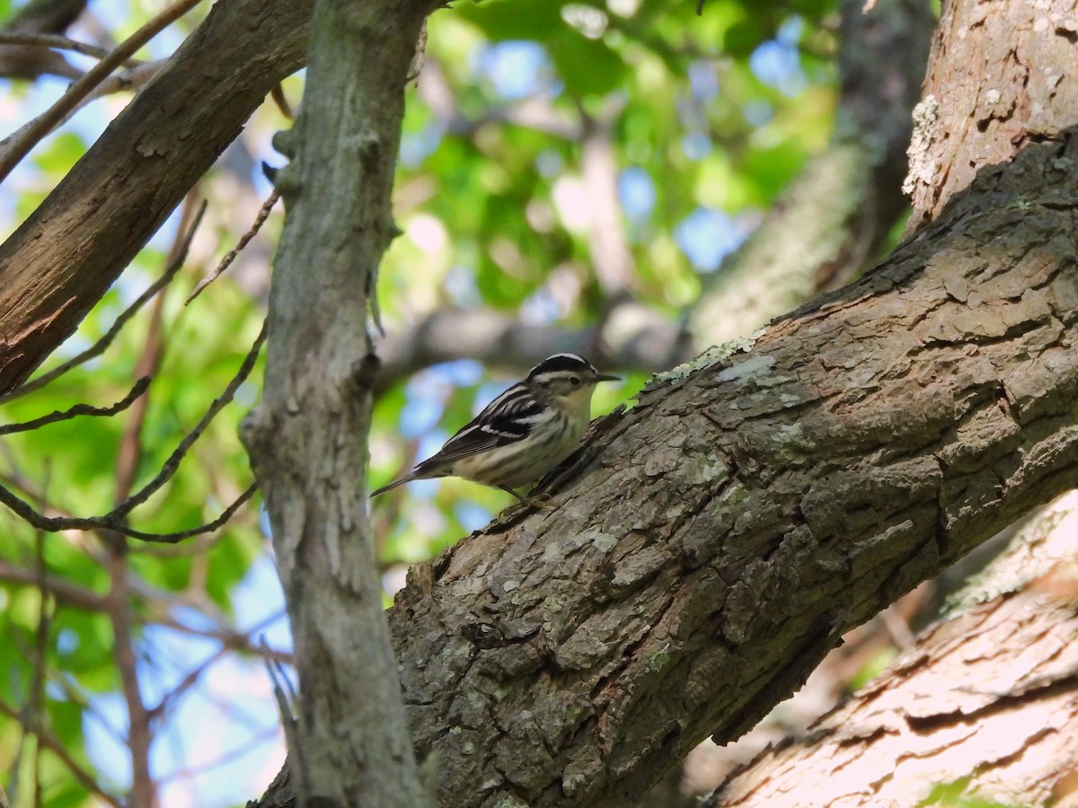 Black-and-white Warbler - ML636560179