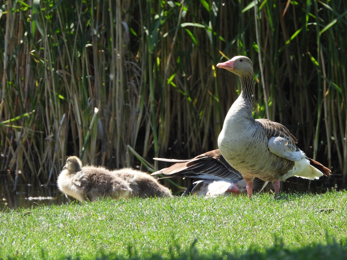 Graylag Goose - ML636560188