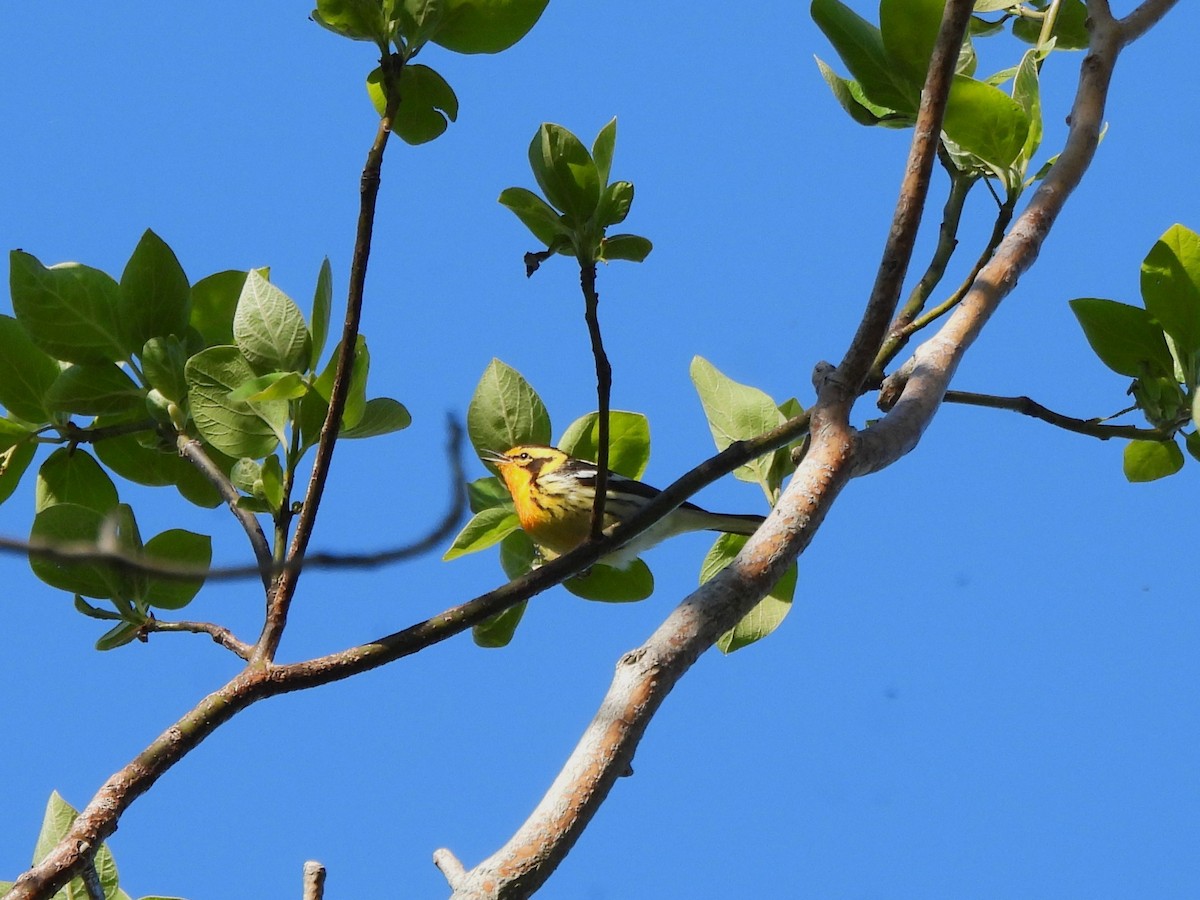 Blackburnian Warbler - ML636560191