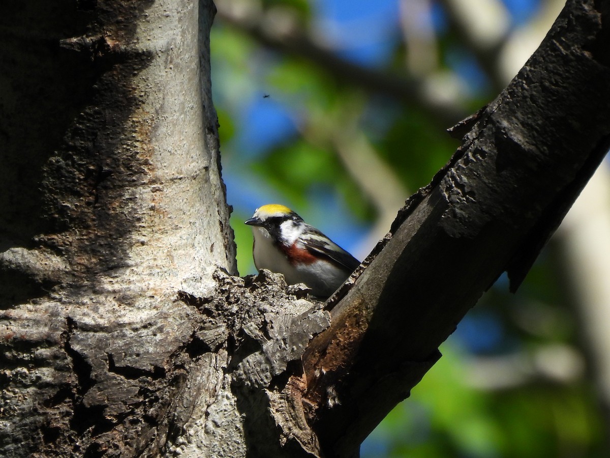 Chestnut-sided Warbler - ML636560194