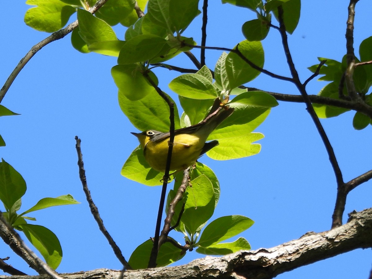 Canada Warbler - ML636560208