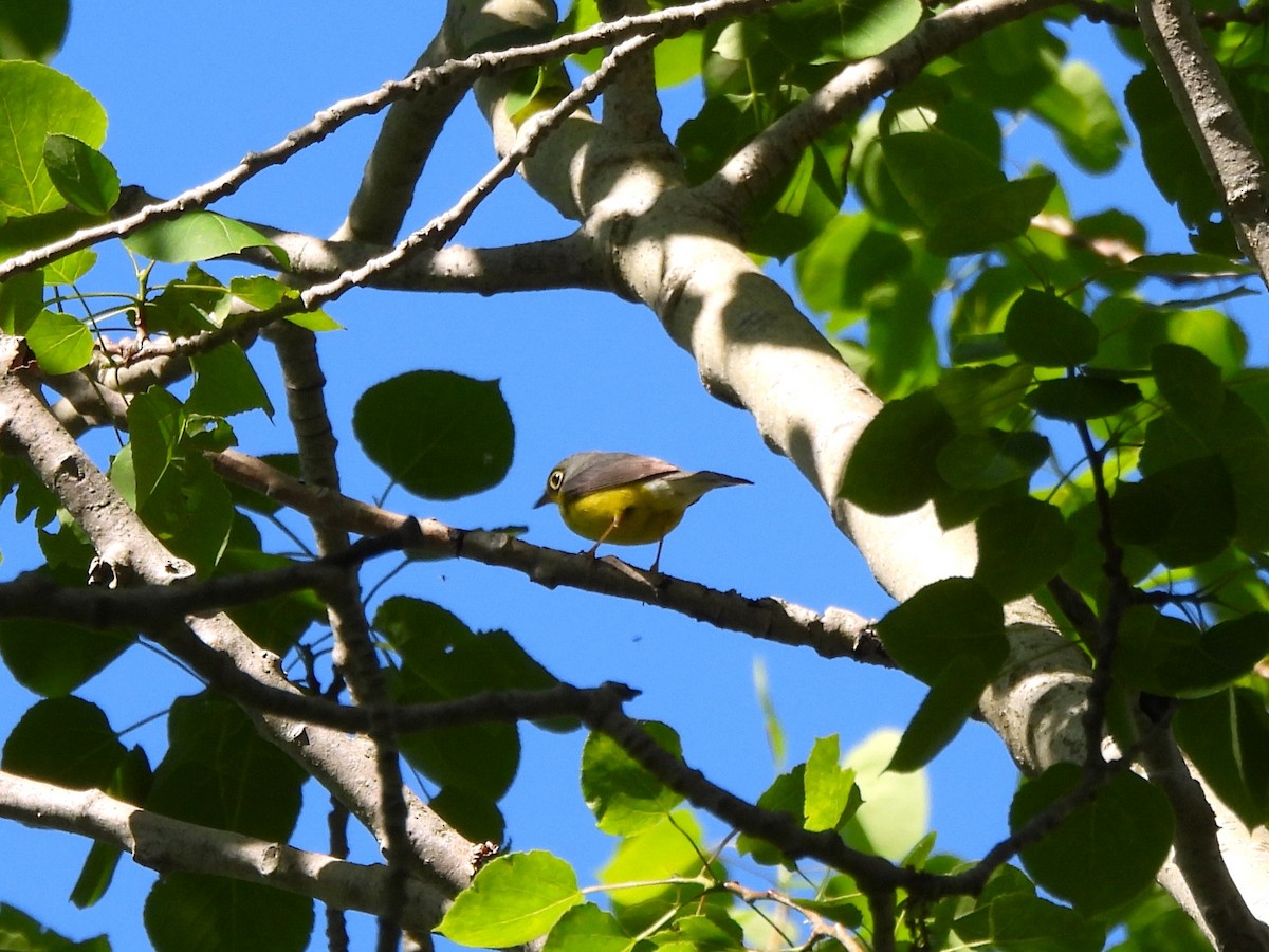 Canada Warbler - ML636560209