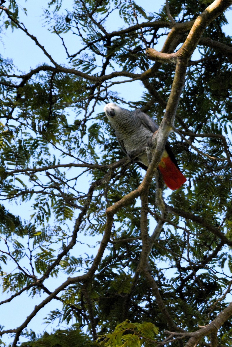 Gray Parrot - ML636560237