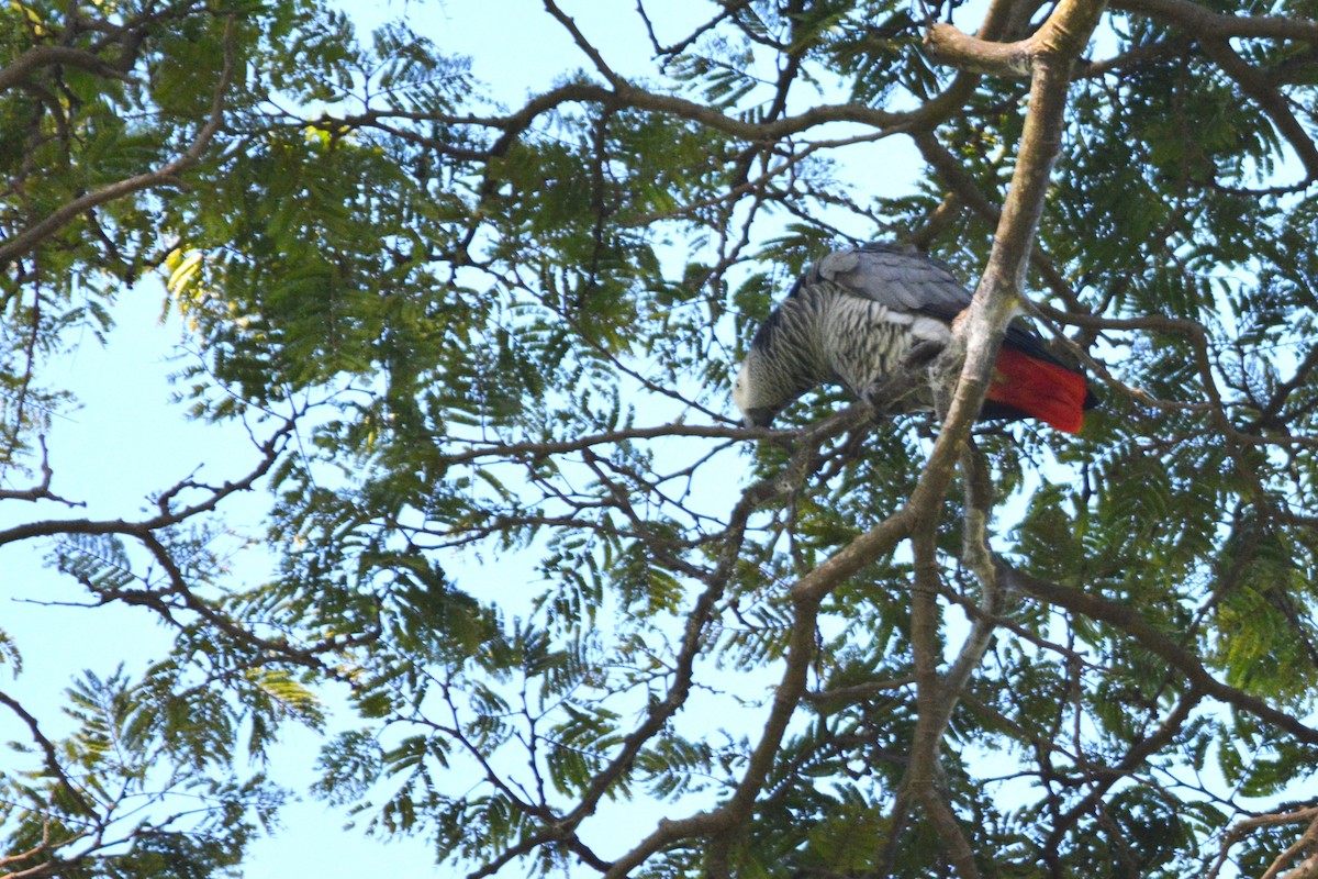 Gray Parrot - ML636560238