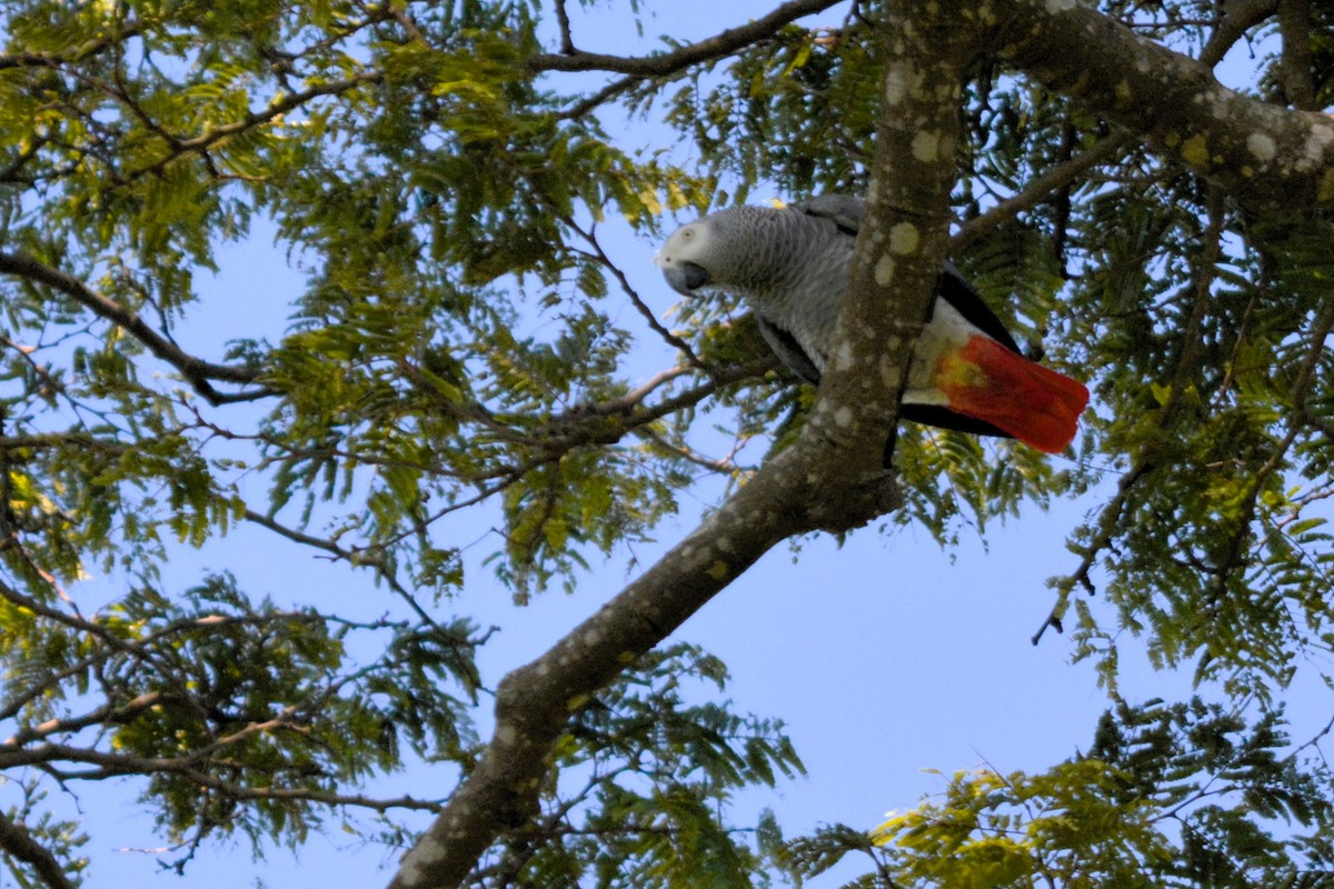 Gray Parrot - ML636560240