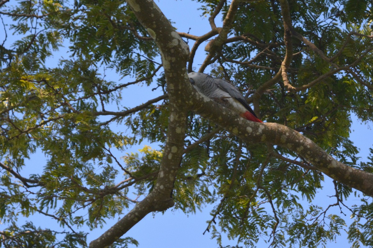 Gray Parrot - ML636560241