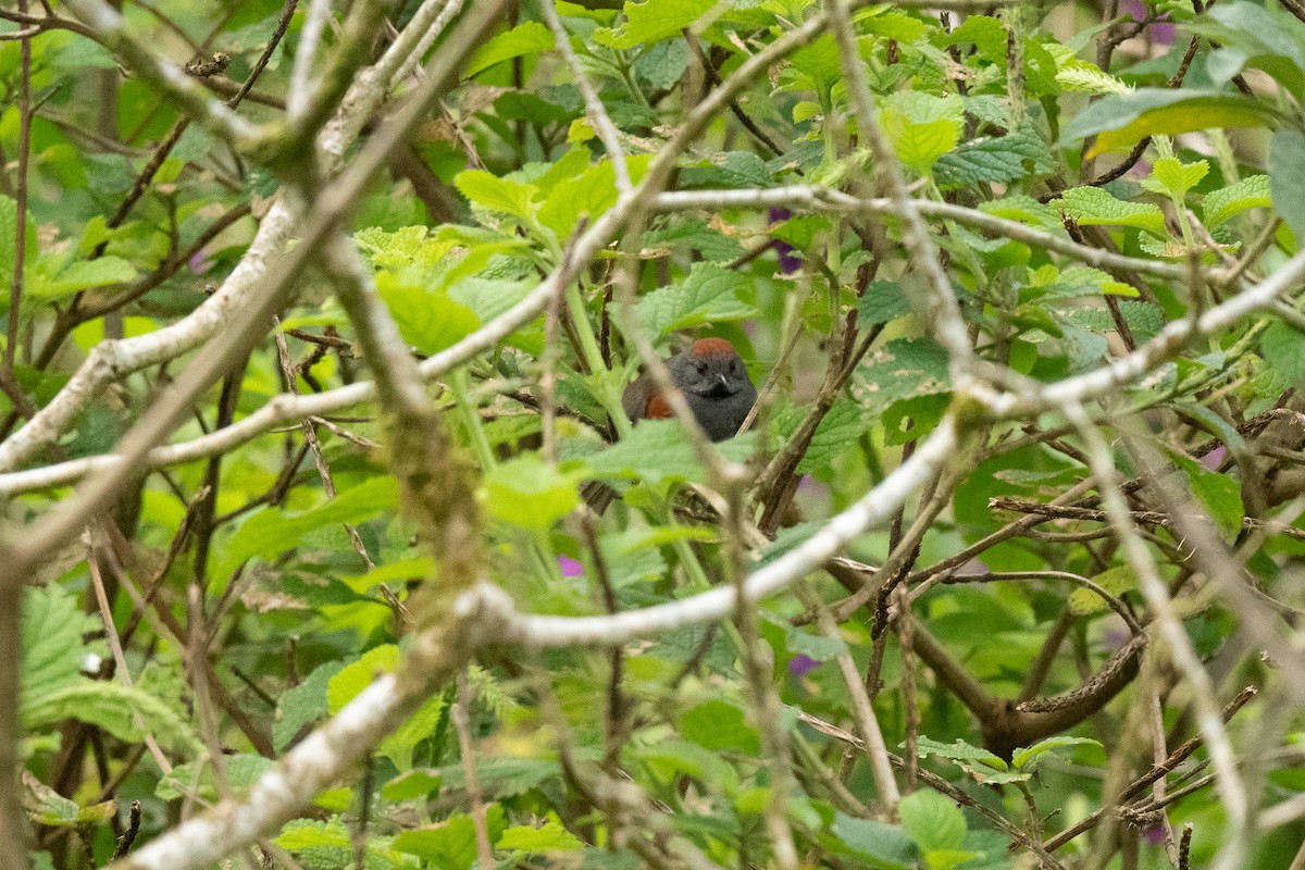 Slaty Spinetail - ML636560252