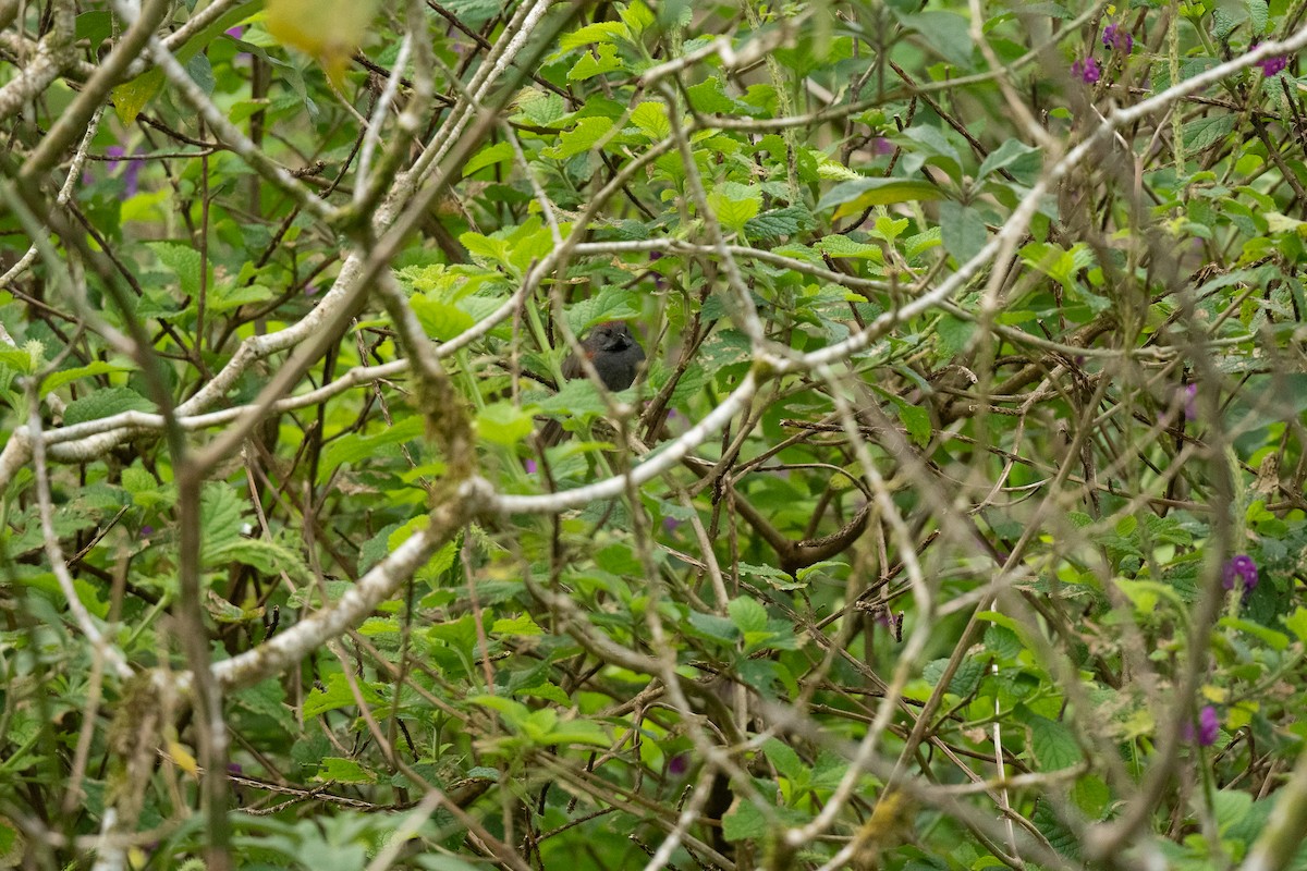 Slaty Spinetail - ML636560253