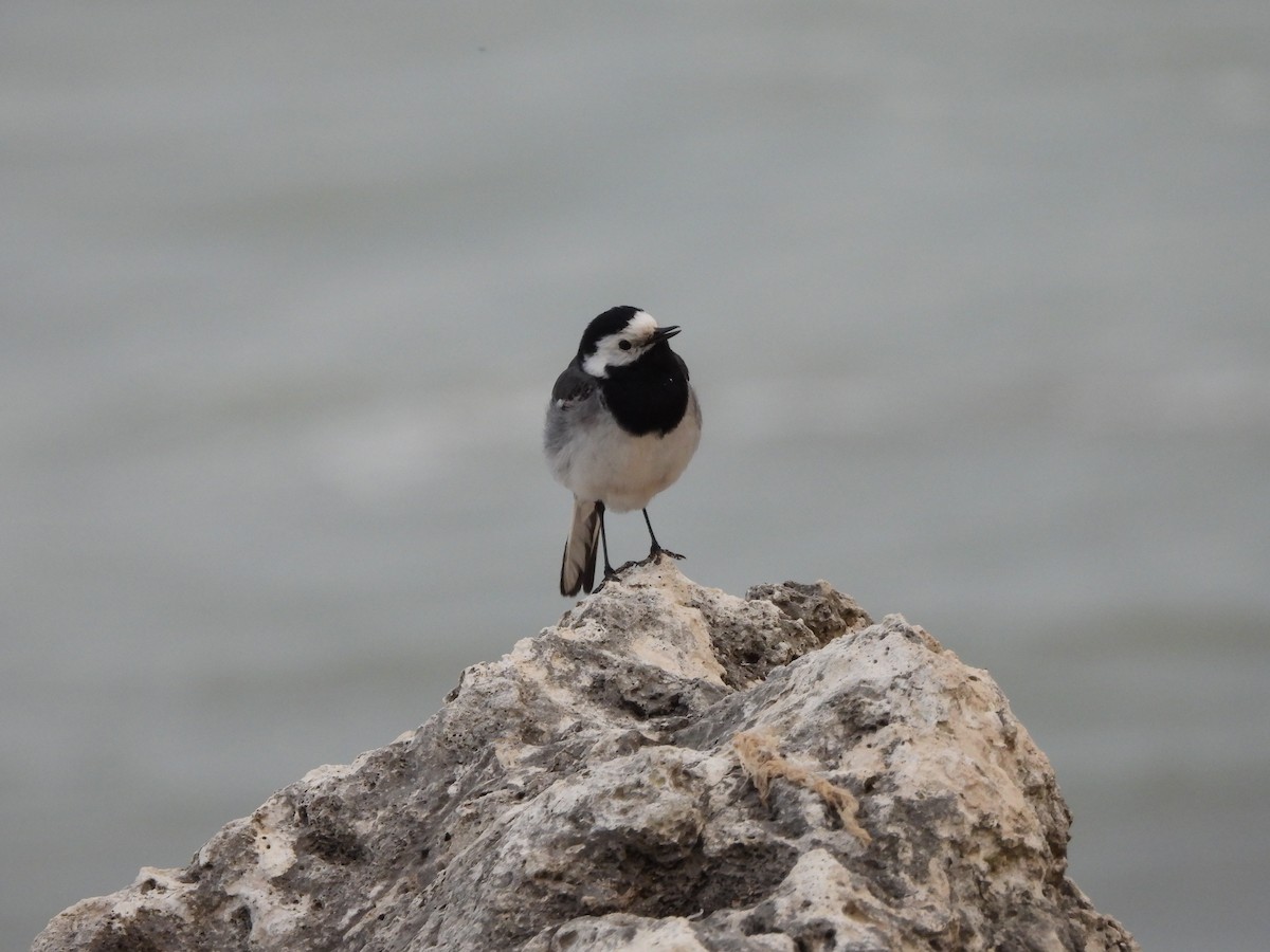 White Wagtail - ML636560259