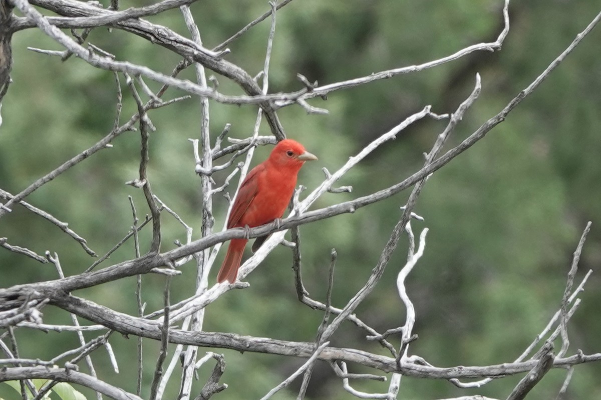 Summer Tanager - ML636560260
