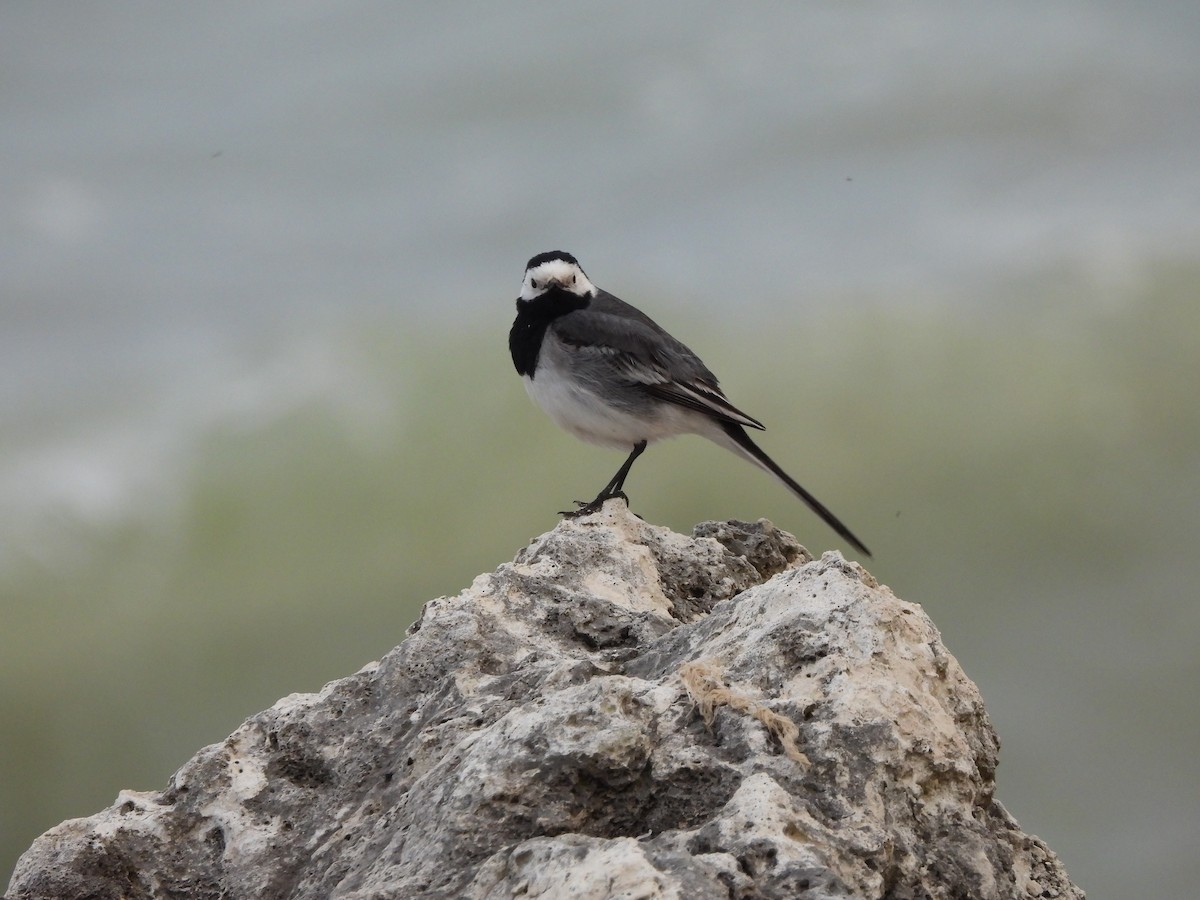 White Wagtail - ML636560261
