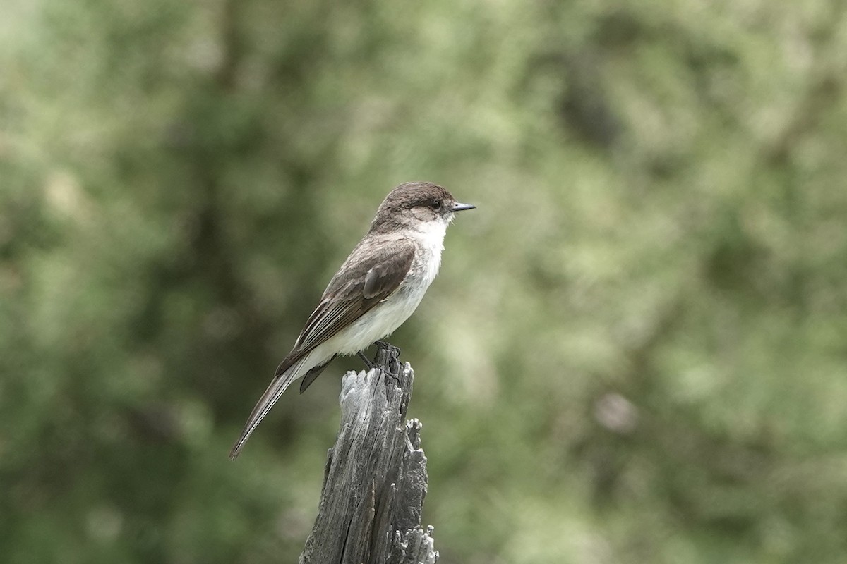 Eastern Phoebe - ML636560269