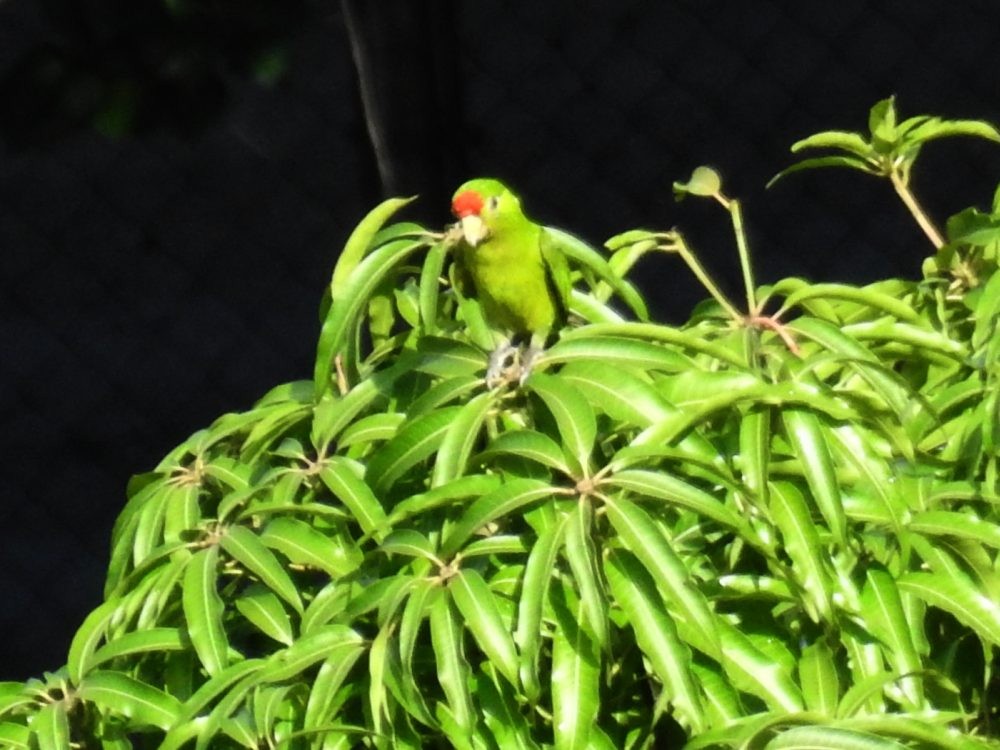 Scarlet-fronted Parakeet - ML636560281