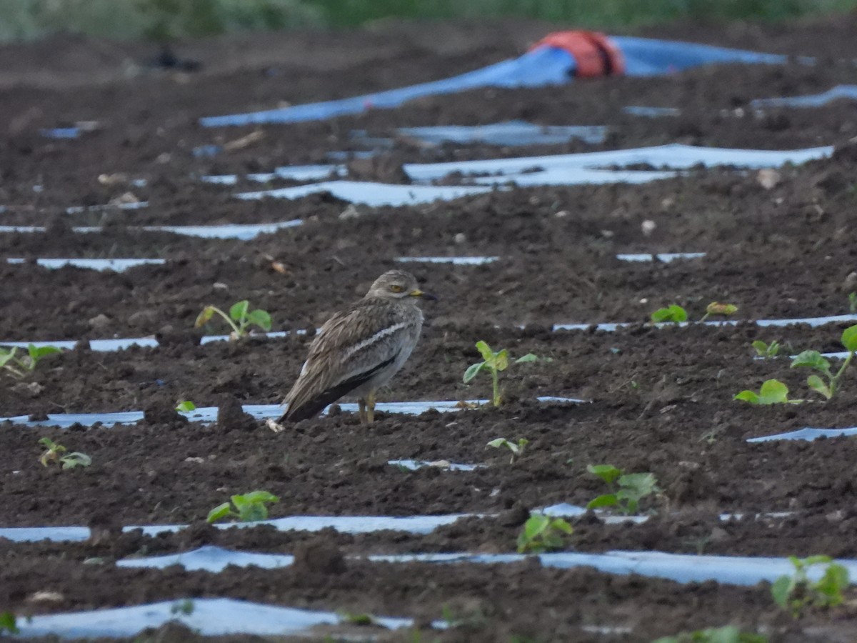 Eurasian Thick-knee - ML636560313