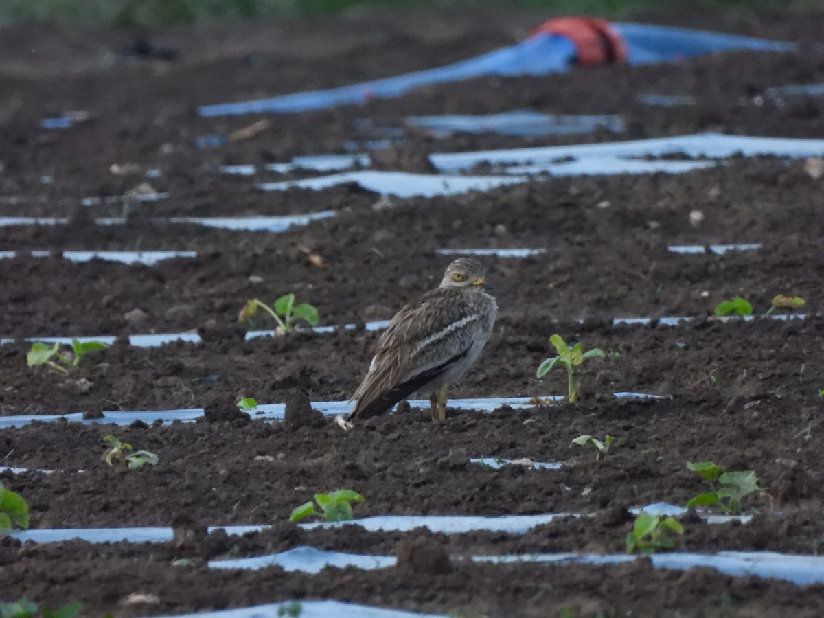 Eurasian Thick-knee - ML636560317