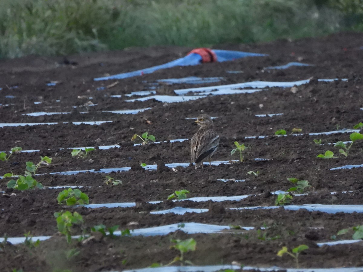 Eurasian Thick-knee - ML636560318