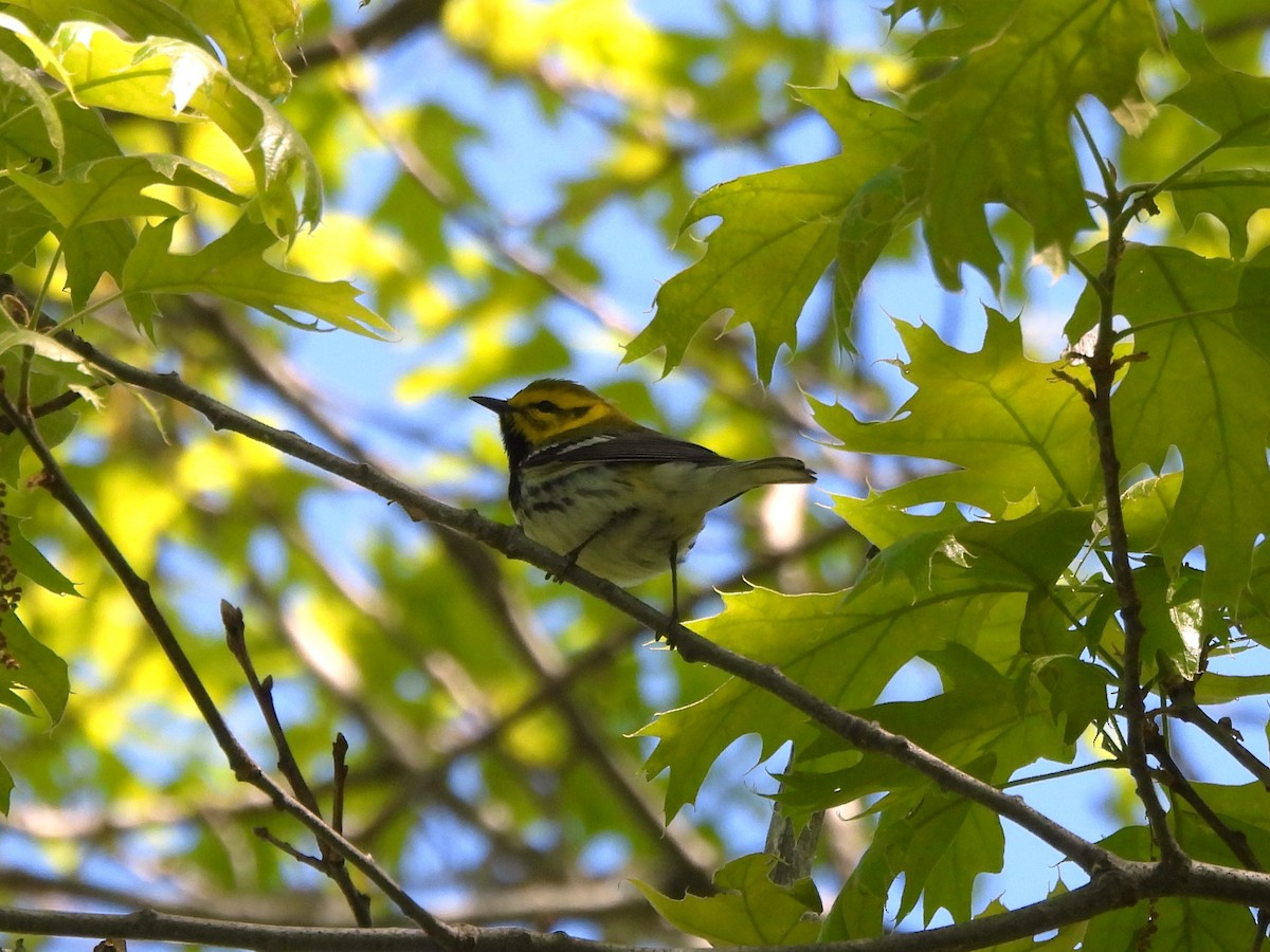 Black-throated Green Warbler - ML636560323