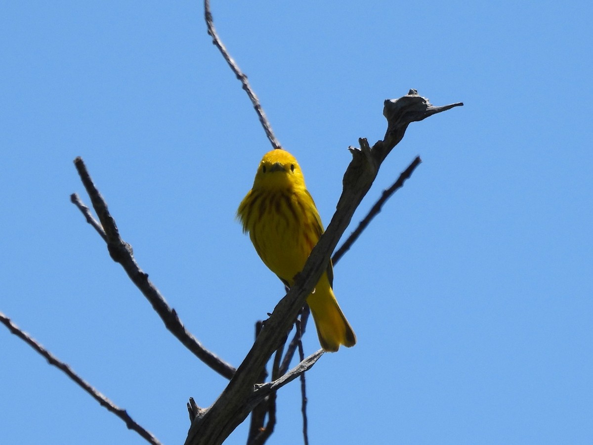 Northern Yellow Warbler - ML636560342