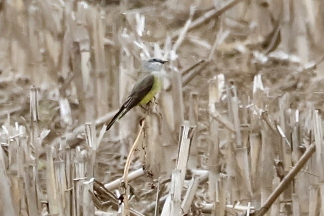 Western Kingbird - ML636560368