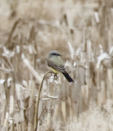 Western Kingbird - ML636560369
