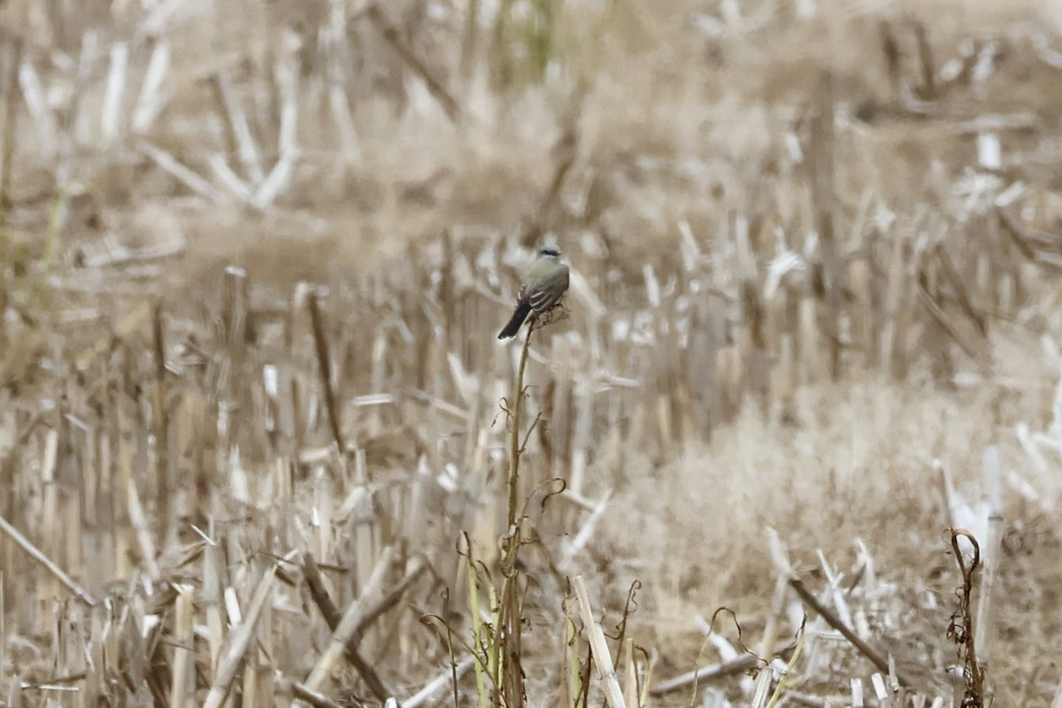 Western Kingbird - ML636560370