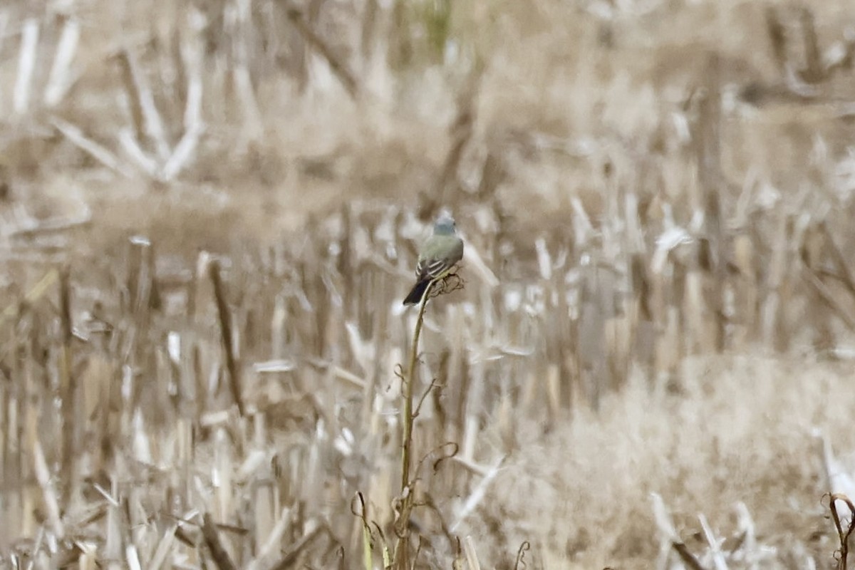 Western Kingbird - ML636560371