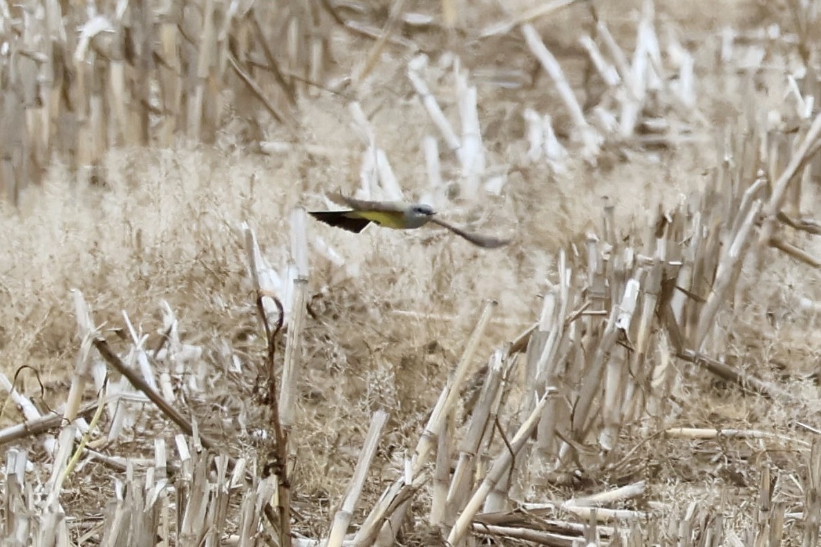 Western Kingbird - ML636560372