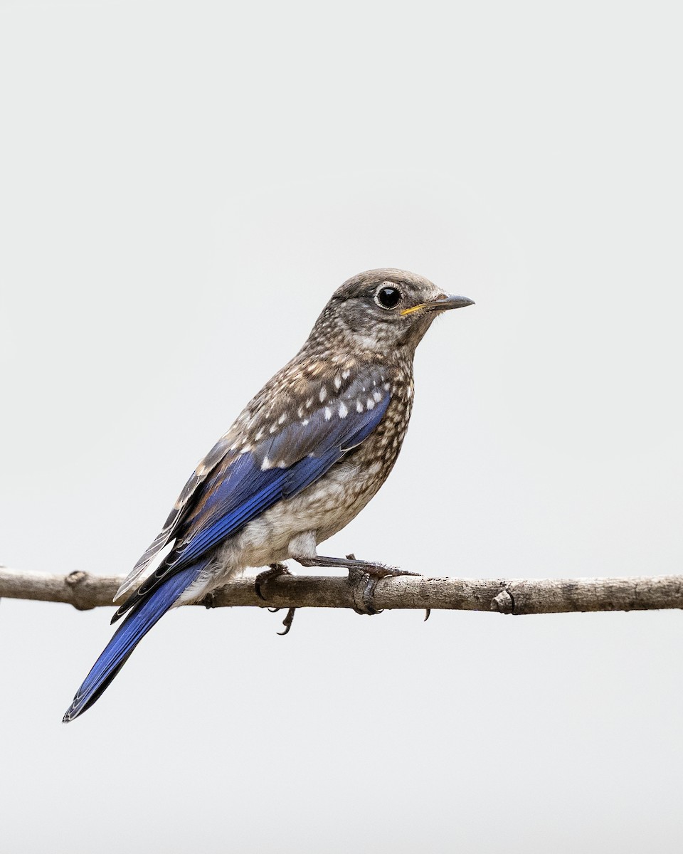Eastern Bluebird - ML636560384