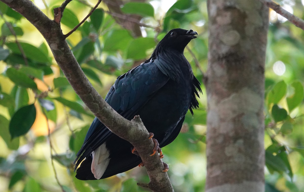 Nicobar Pigeon - ML636560419