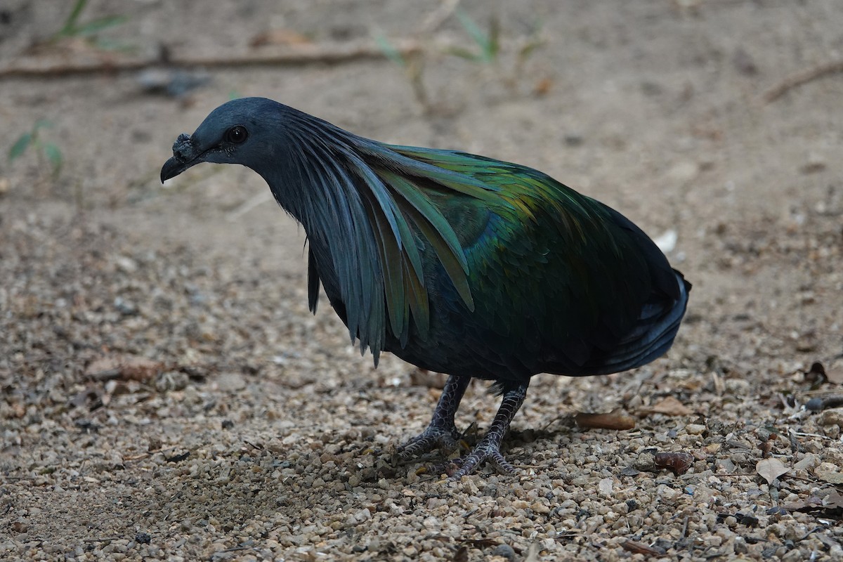 Nicobar Pigeon - ML636560422