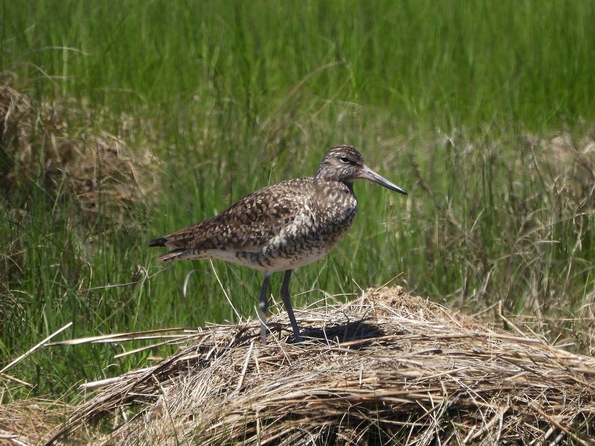 Willet - ML636560441