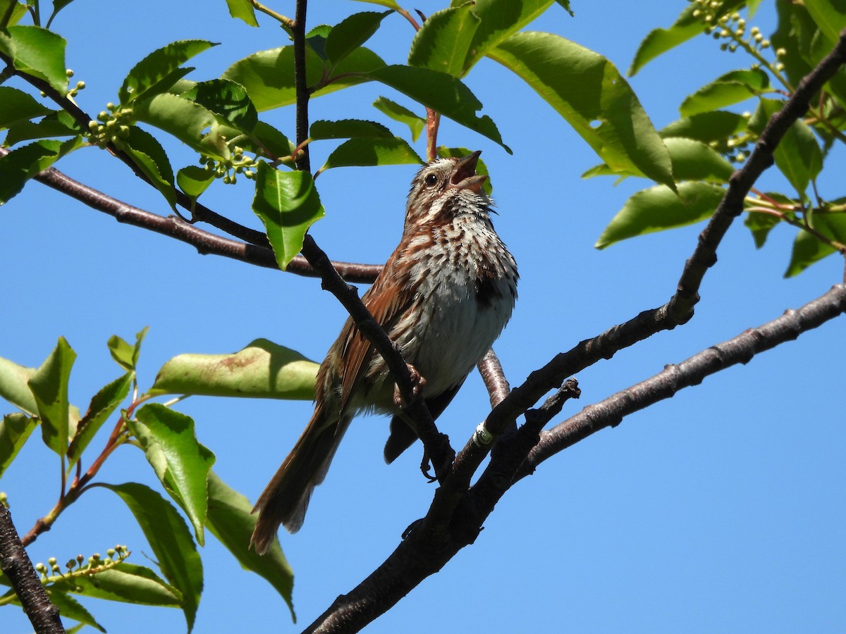 Song Sparrow - ML636560466